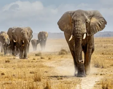 African Safari