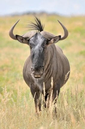 Amboseli