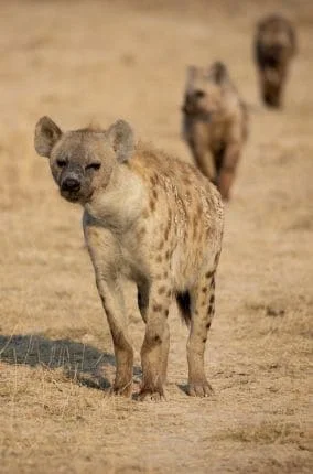 East Africa
