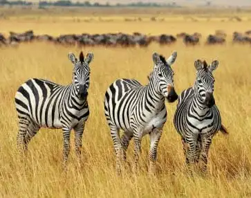 Kenya Safaris 2