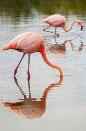 Lake Nakuru