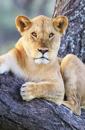 Maasai Mara 3