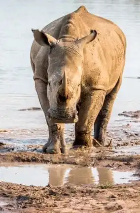 Samburu