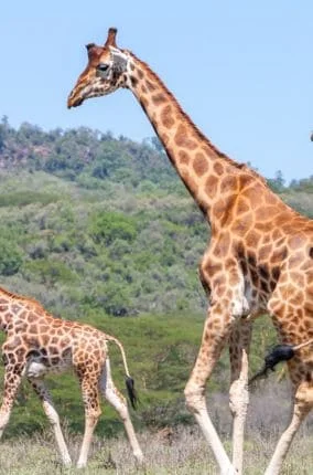Tsavo