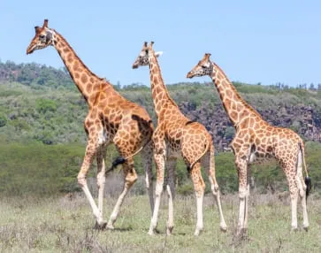 Wildlife Tours